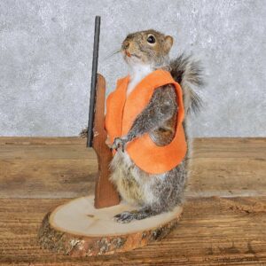 Hunting Grey Squirrel Mount For Sale #14869 @ The Taxidermy Store