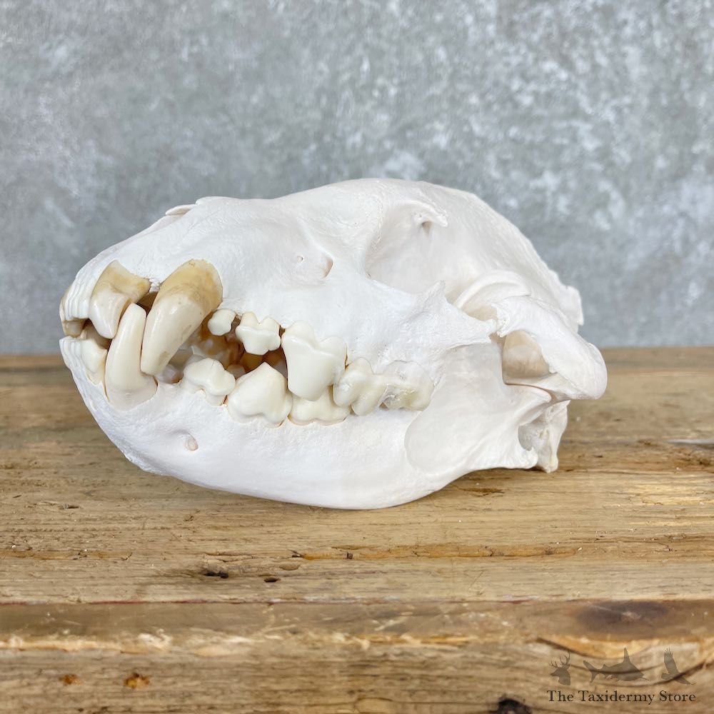 African Spotted Hyena Full Skull Taxidermy For Sale #26567 @ The Taxidermy Store
