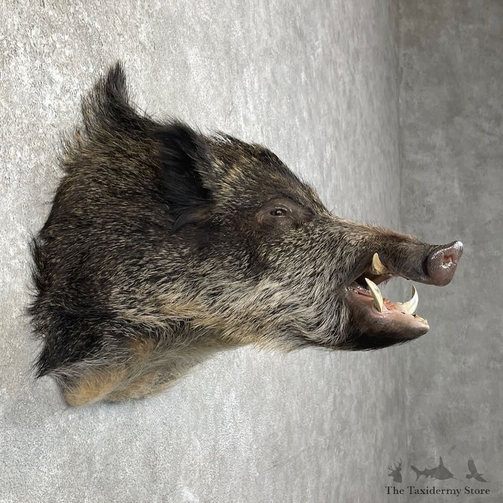 Russian Boar Shoulder Mount For Sale #28003 @ The Taxidermy Store