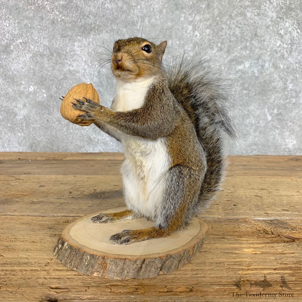 Grey Squirrel Life-Size Mount For Sale #22414 @ The Taxidermy Store