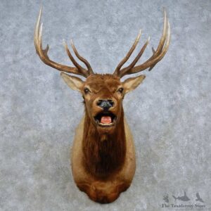 Rocky Mountain Elk Shoulder Mount For Sale #15100 @ The Taxidermy Store