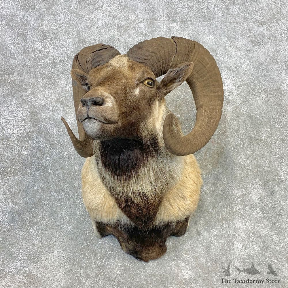 Hybrid Sheep Shoulder Mount For Sale #21651 @ The Taxidermy Store