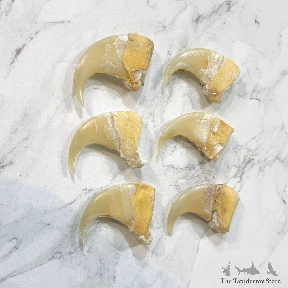Mountain Lion Cougar Authentic Claws #24912 For Sale @ The Taxidermy Store