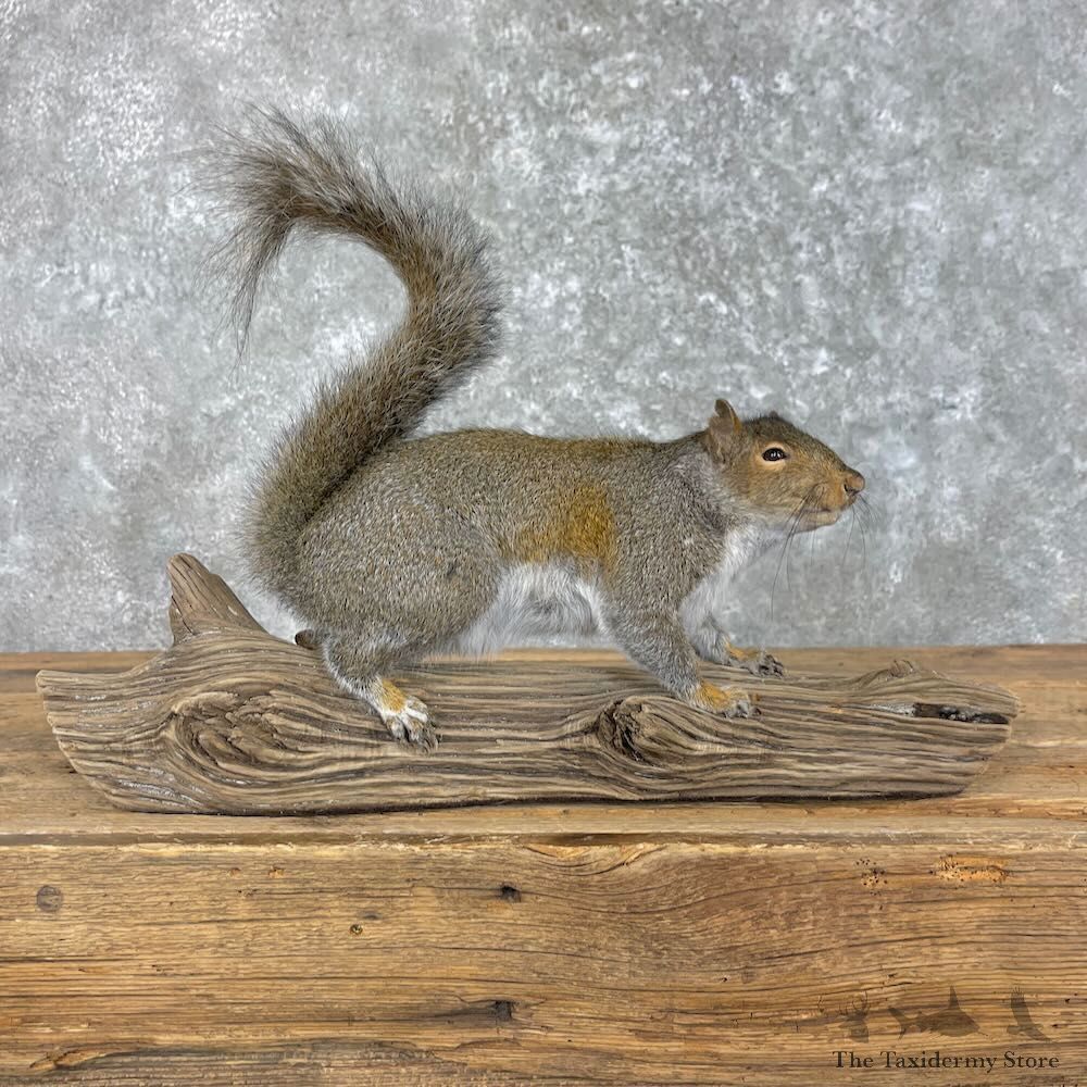 Grey Squirrel Life-Size Mount For Sale #27954 @ The Taxidermy Store