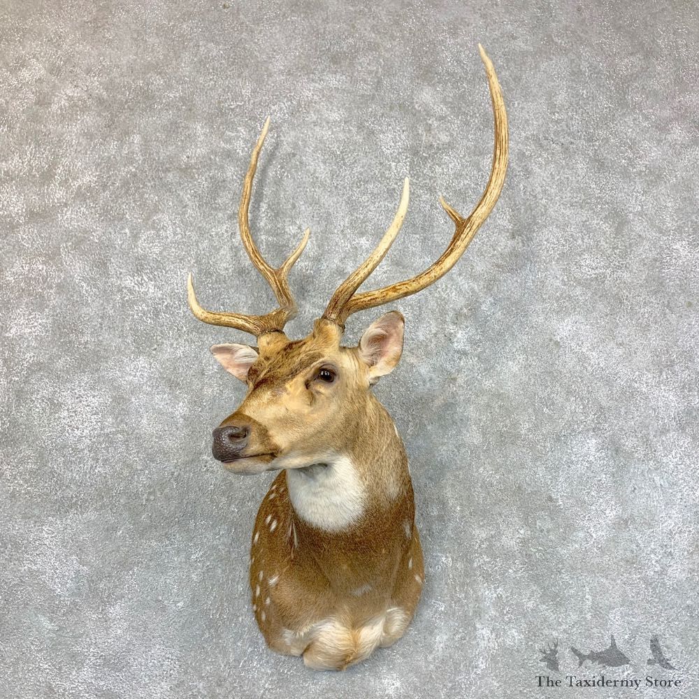 Axis Deer Shoulder Taxidermy Mount For Sale #23615 @ The Taxidermy Store