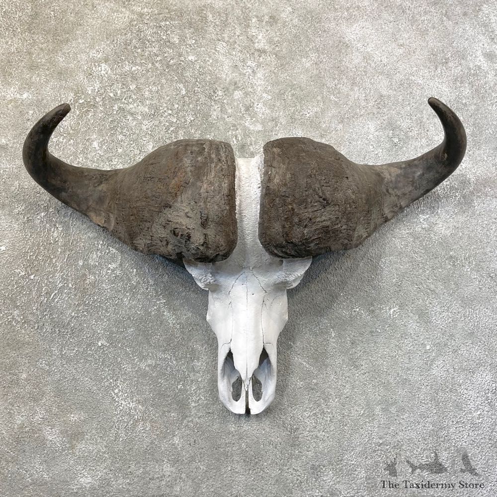 Cape Buffalo Skull Horns Mount For Sale #25169 For Sale @ The Taxidermy Store