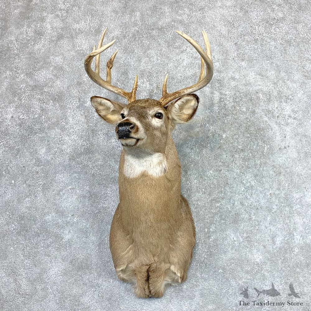 Whitetail Deer Shoulder Mount For Sale #22870 @ The Taxidermy Store