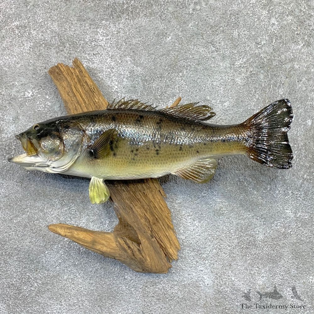 Largemouth Bass Fish Mount For Sale #23673 @ The Taxidermy Store