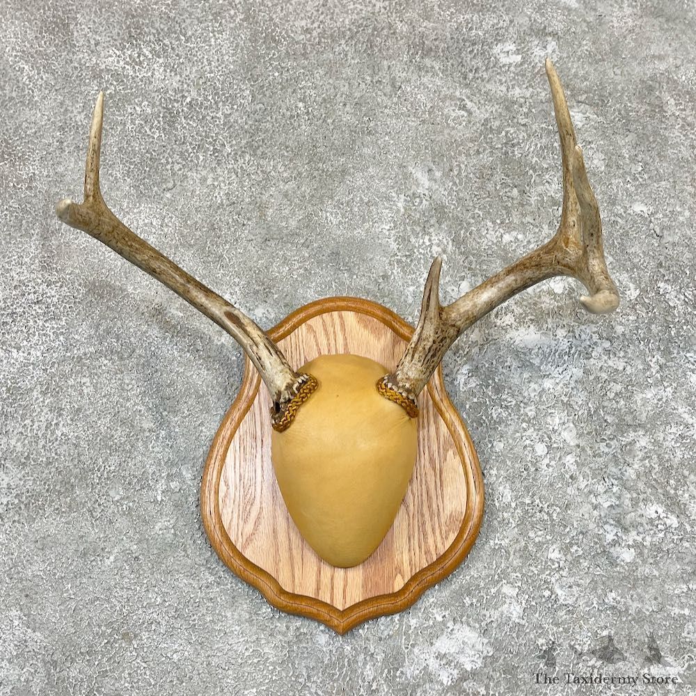 Whitetail Deer Antler Plaque Taxidermy Mount For Sale #26585 @ The Taxidermy Store