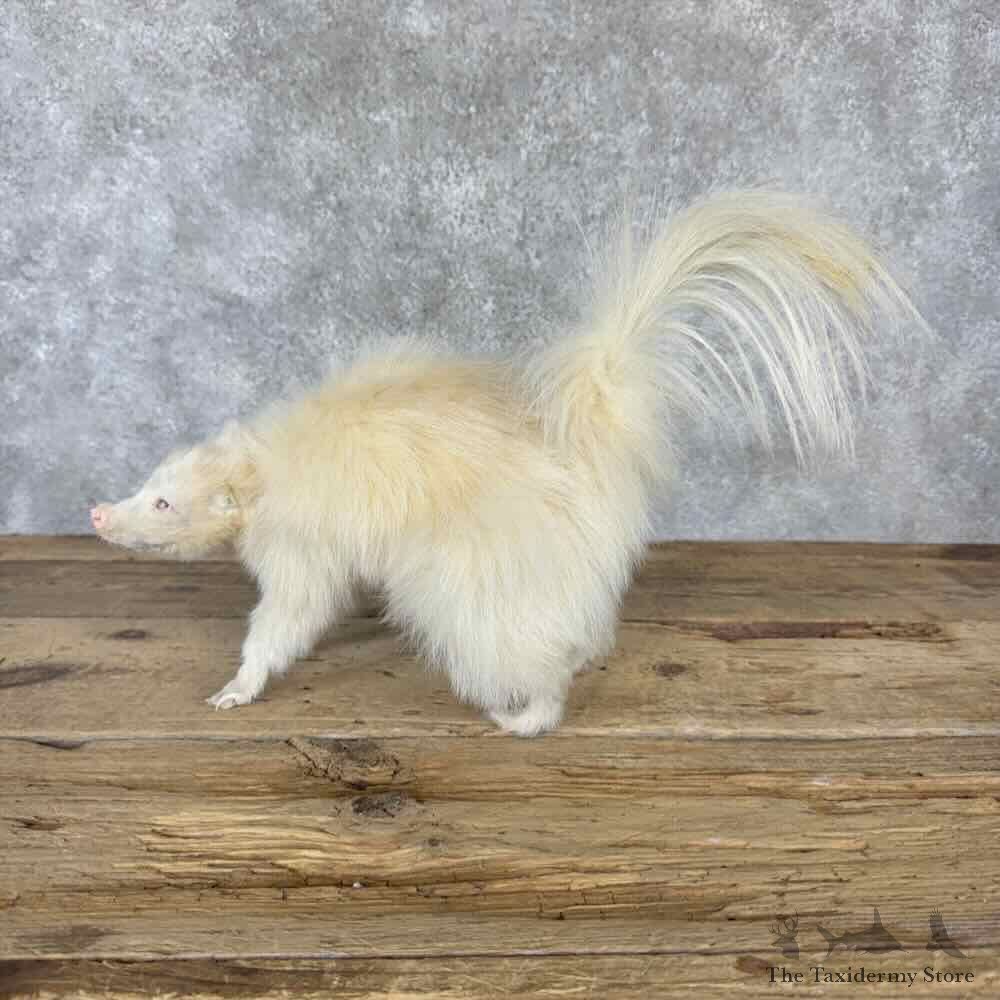 Albino Striped Skunk Life Size Mount For Sale #32283 @ The Taxidermy Store