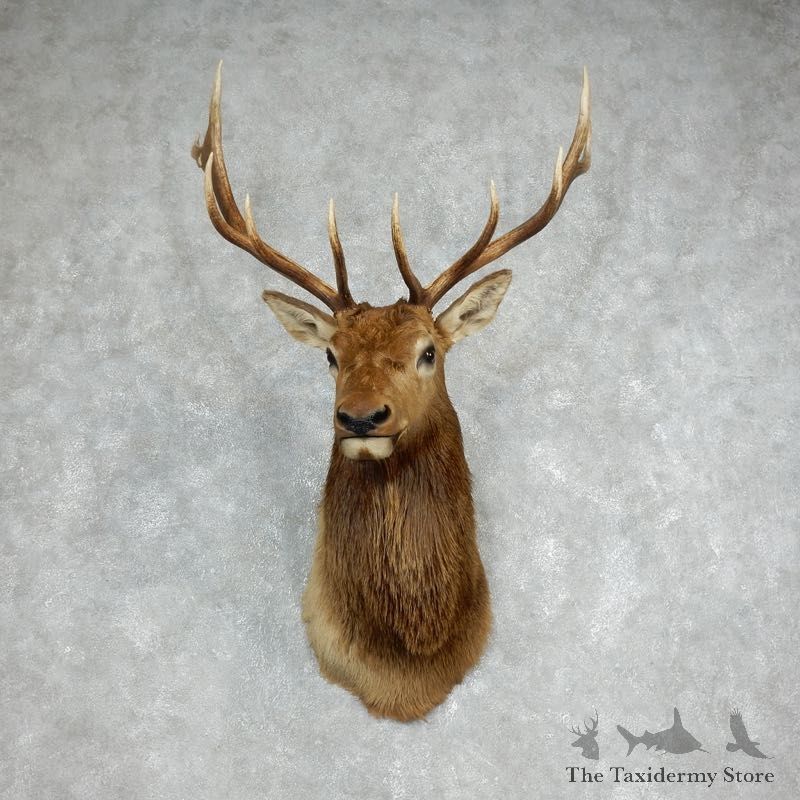 Rocky Mountain Elk Shoulder Mount For Sale #17986 @ The Taxidermy Store