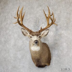 Mule Deer Taxidermy Shoulder Mount For Sale #19297 @ The Taxidermy Store