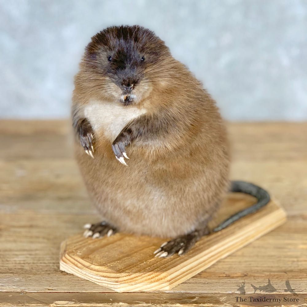 Muskrat Life Size Taxidermy Mount #21704 For Sale @ The Taxidermy Store