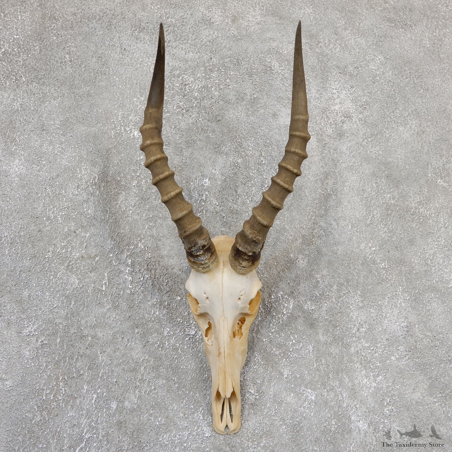 Blesbok Skull Horn European Mount For Sale #19322 @ The Taxidermy Store