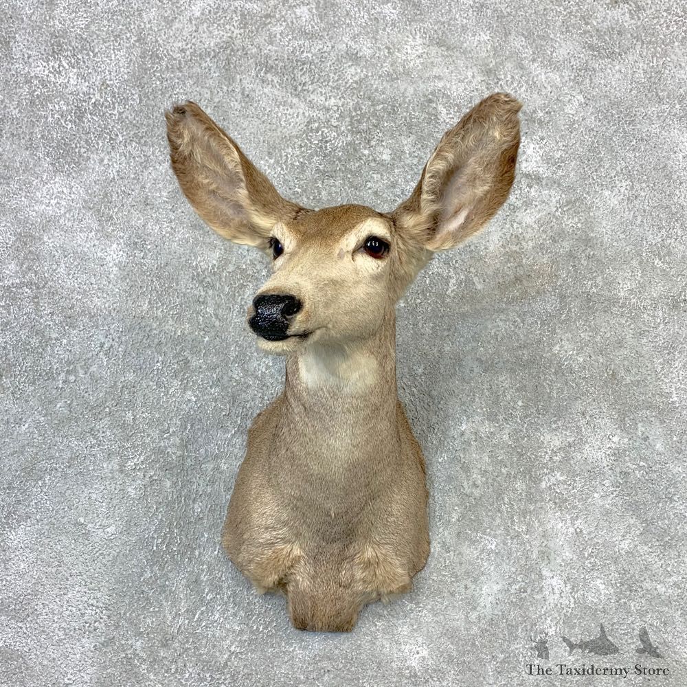 Mule Deer Doe Shoulder Mount For Sale #23261 @ The Taxidermy Store