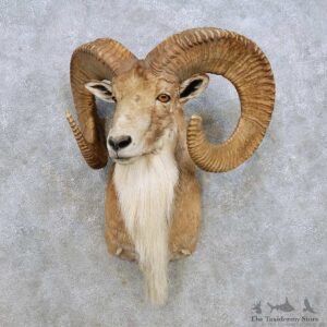 Transcaspian Urial Shoulder Mount For Sale #14274 @ The Taxidermy Store