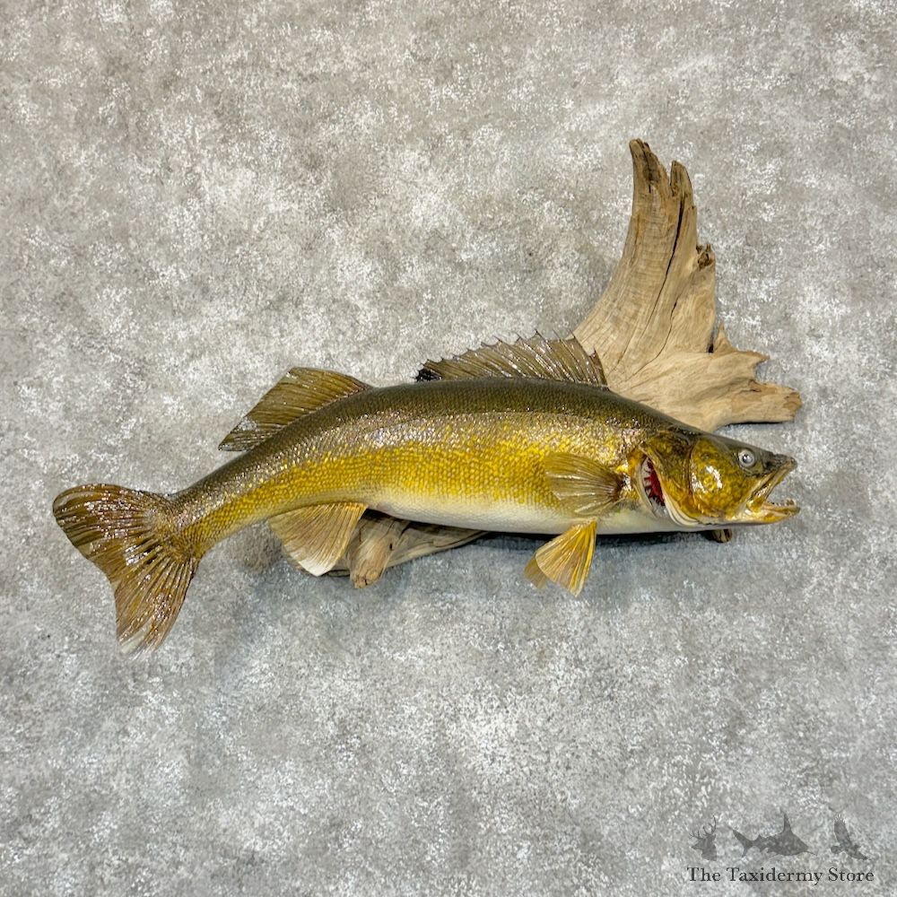 Walleye Fish Mount For Sale #29207 @ The Taxidermy Store