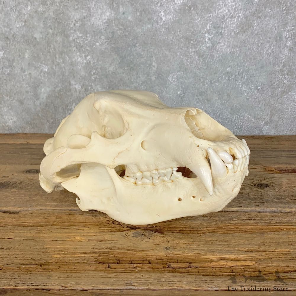 Alaskan Brown Bear Full Skull Mount For Sale #22708 @ The Taxidermy Store