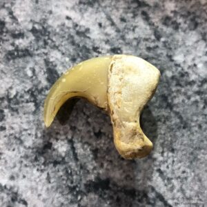 Mountain Lion Cougar Taxidermy Authentic Claw #19382 For Sale @ The Taxidermy Store