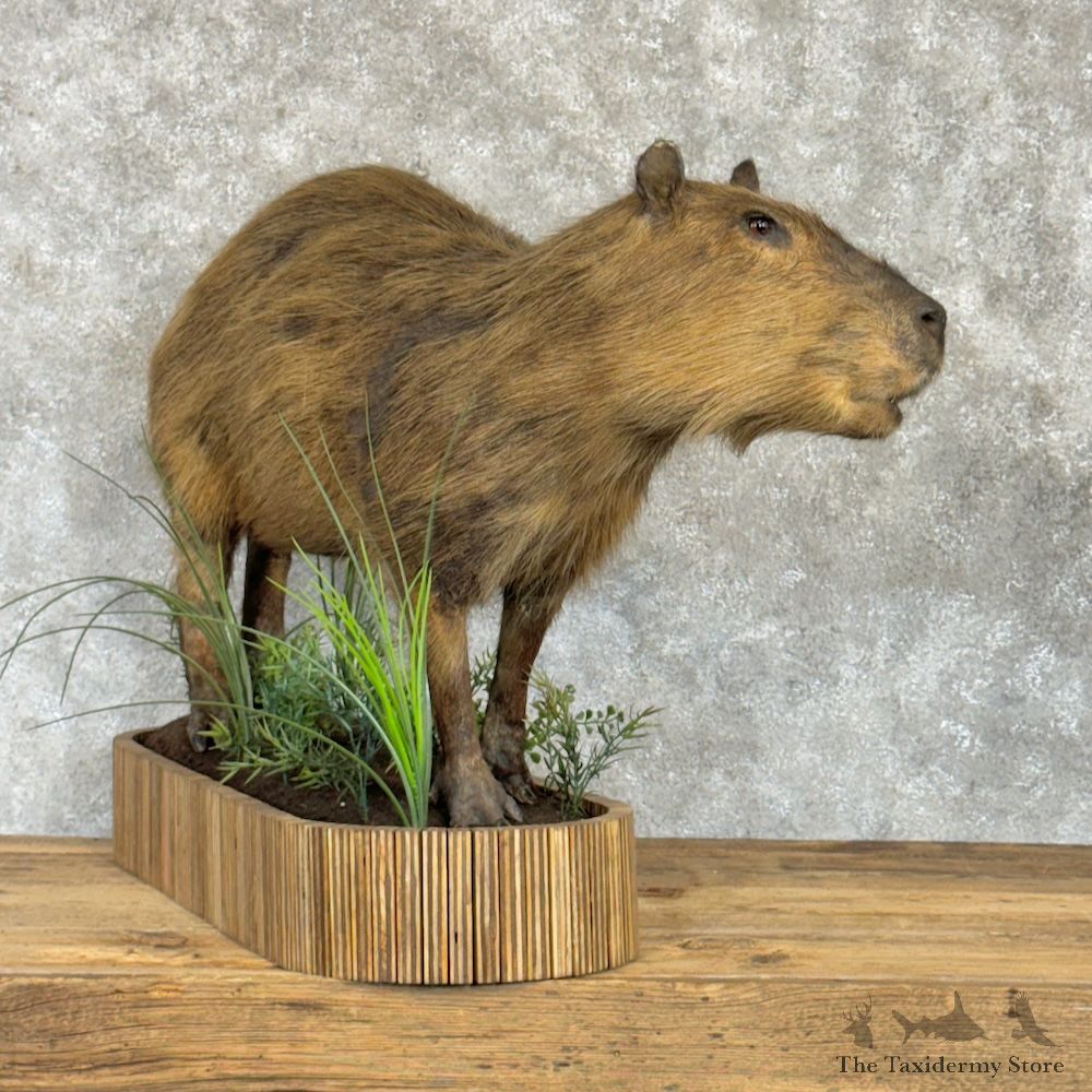 Capybara Life-Size Mount For Sale #29735 @ The Taxidermy Store