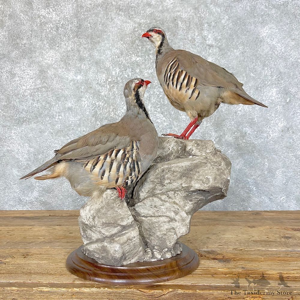 Chukar Taxidermy Mount For Sale #24499 @ The Taxidermy Store
