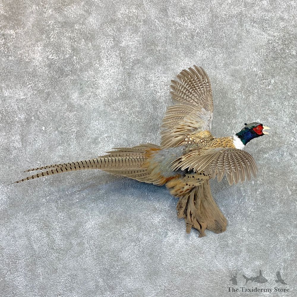 Ringneck Pheasant Bird Mount For Sale #22559 @ The Taxidermy Store