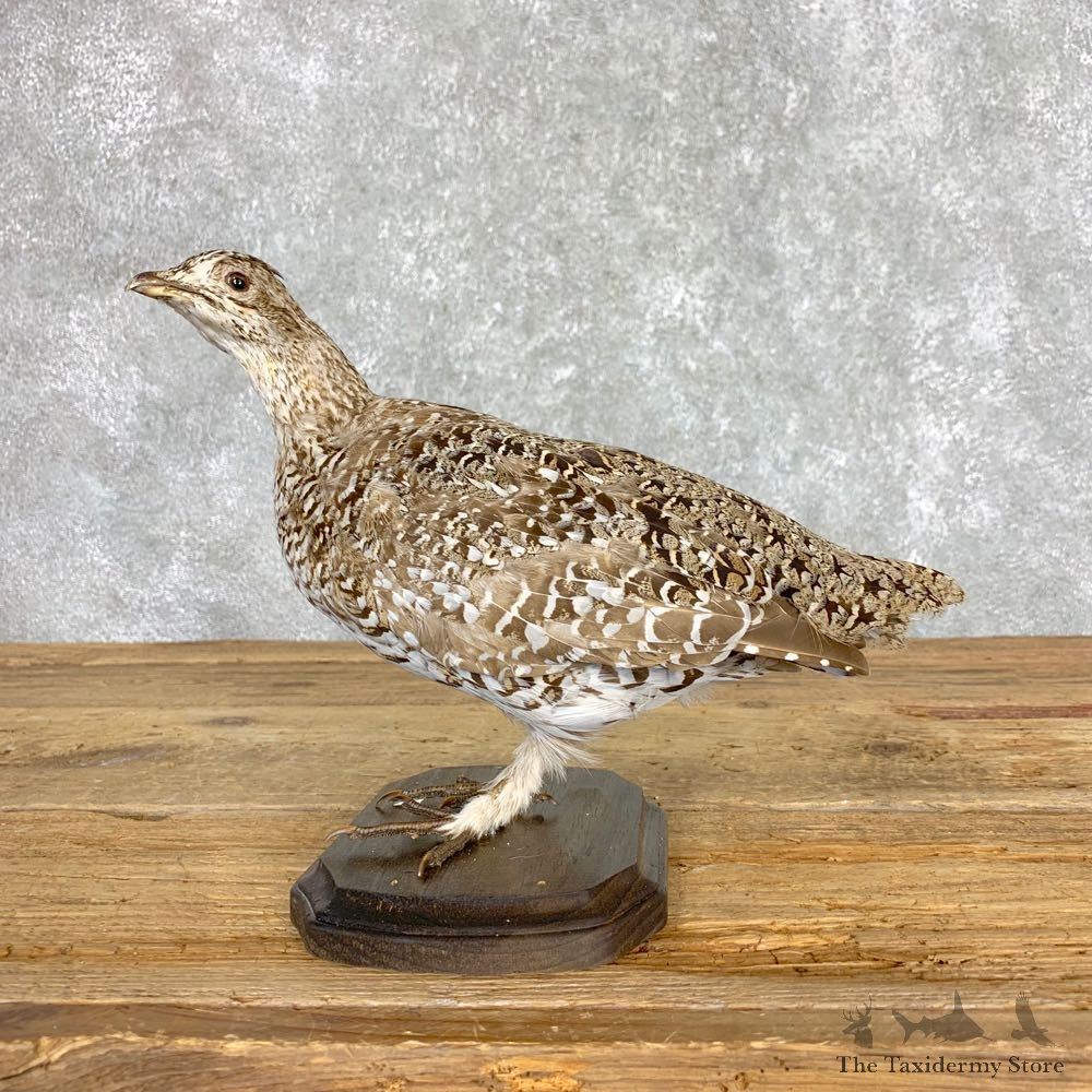 Sharp-tailed Grouse Bird Mount For Sale #21695 @ The Taxidermy Store