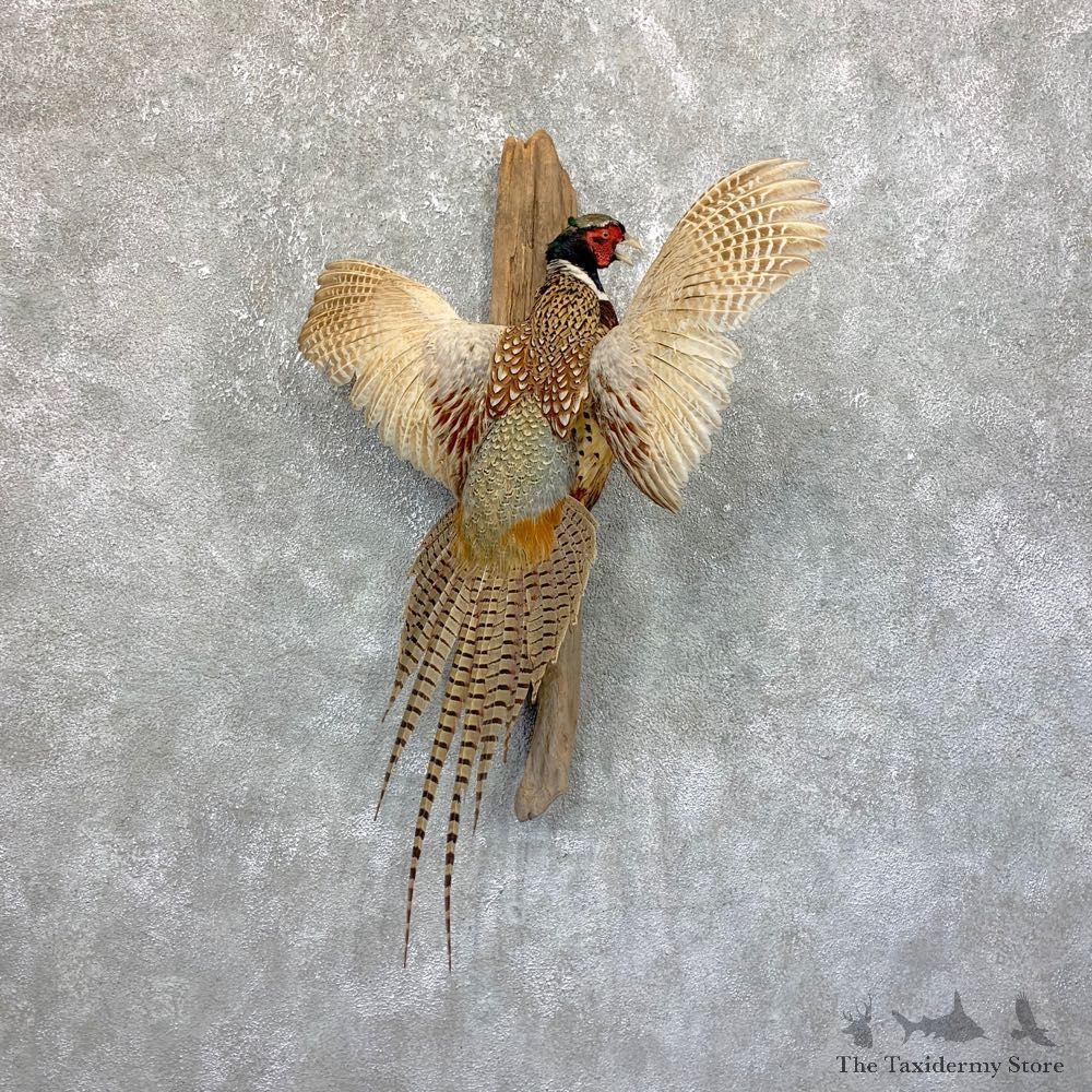 Ringneck Pheasant Bird Mount For Sale #23898 @ The Taxidermy Store
