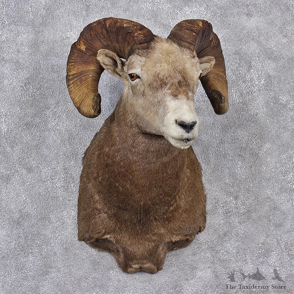 Bighorn Sheep Shoulder Taxidermy Head Mount #12515 For Sale @ The Taxidermy Store
