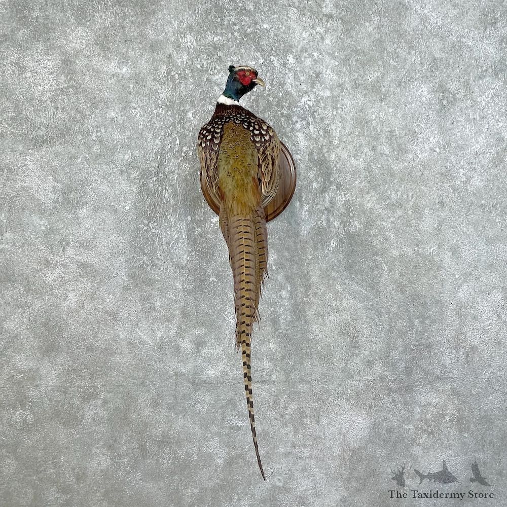 Ringneck Pheasant Bird Mount For Sale #25779 @ The Taxidermy Store