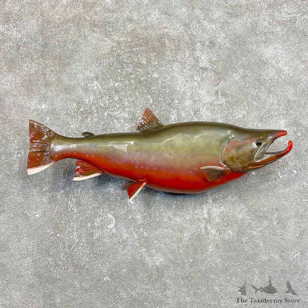 Arctic Char Fish Mount #25088 For Sale @ The Taxidermy Store