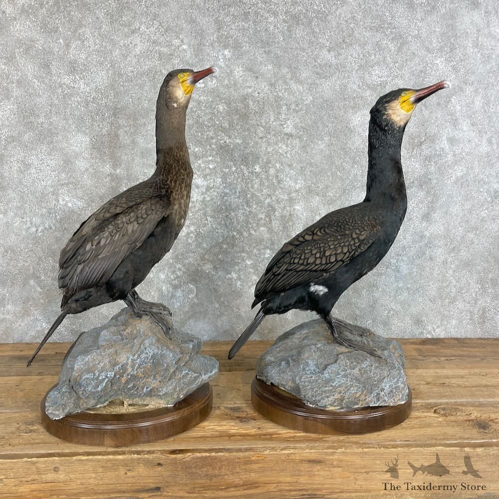Japanese Cormorant Pair Mount For Sale #27963 @ The Taxidermy Store