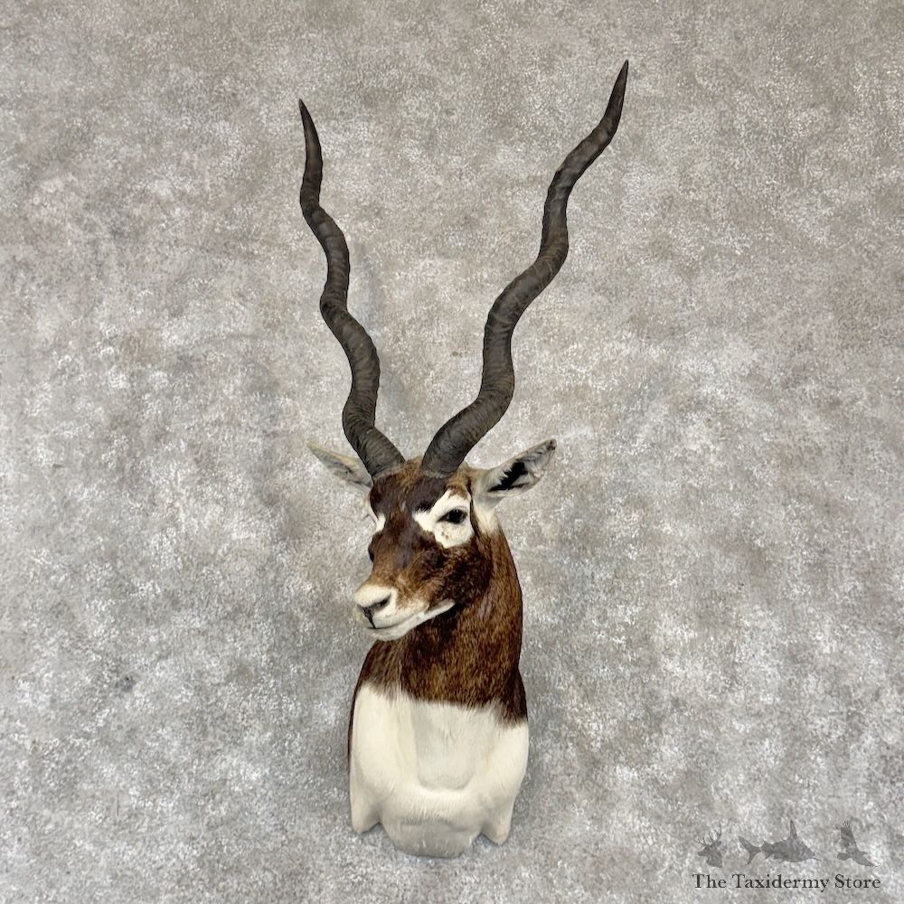 India Blackbuck Shoulder Mount For Sale #30261 @ The Taxidermy Store