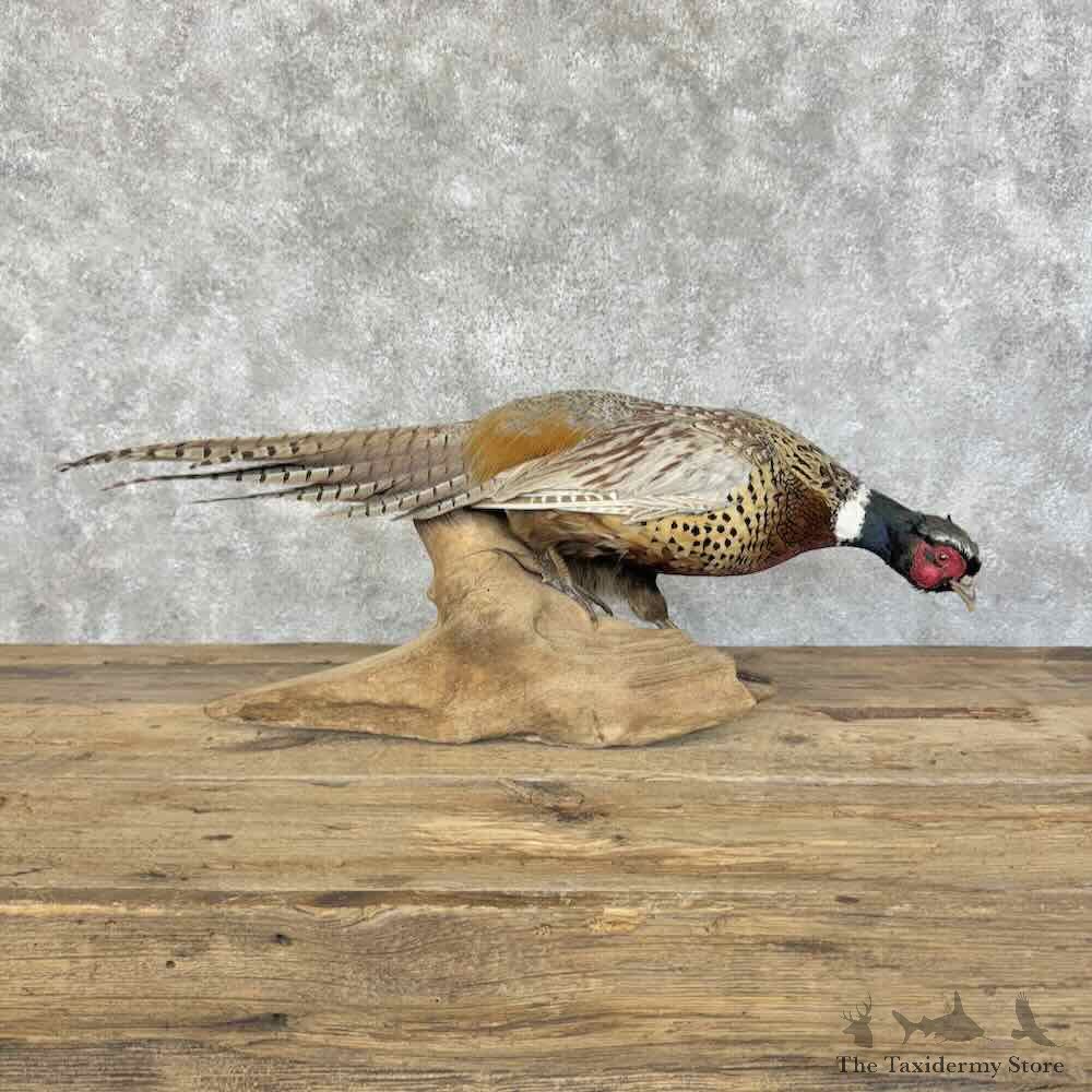 Ringneck Pheasant Bird Mount For Sale #31113 @ The Taxidermy Store