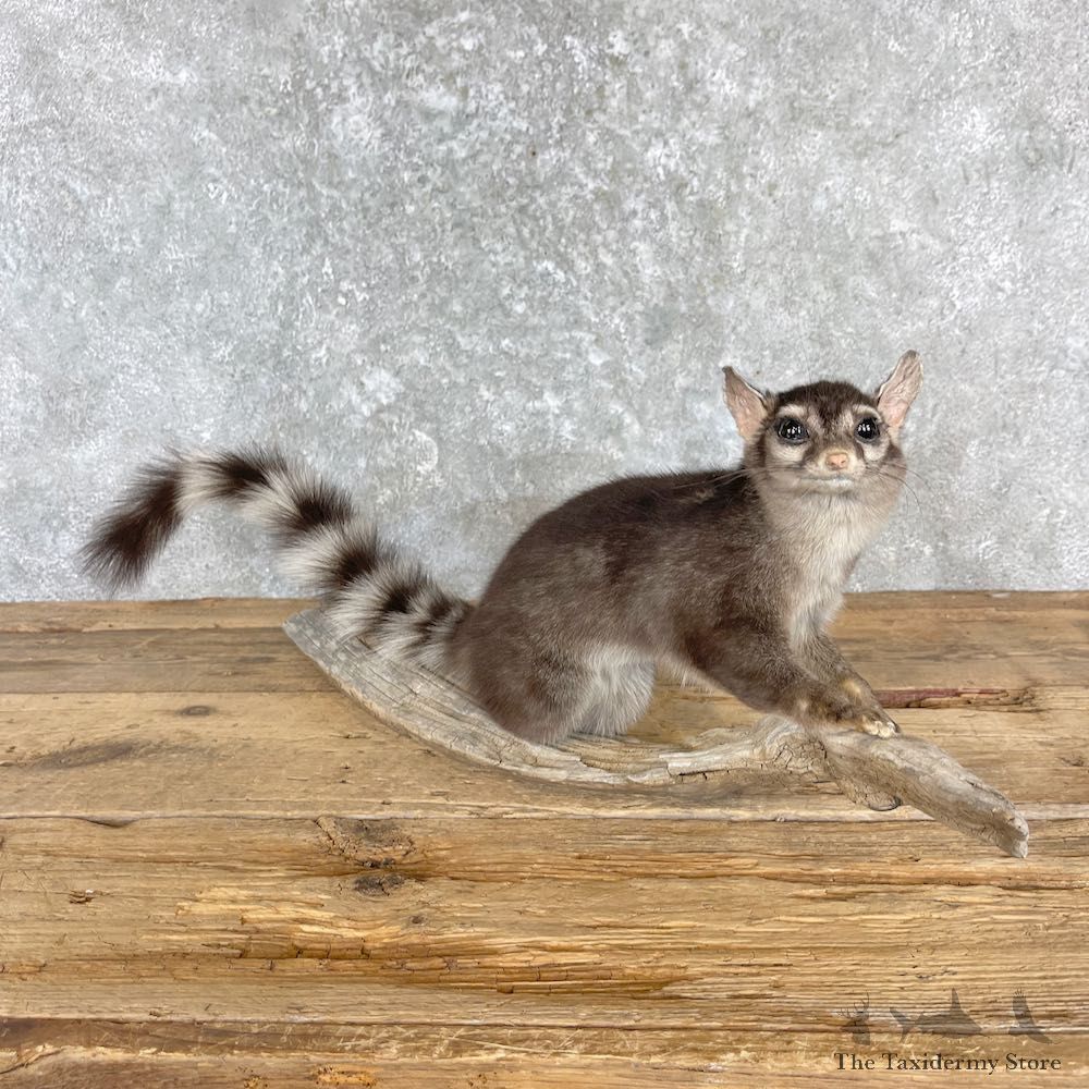 Cacomistle Mount For Sale #27176 @ The Taxidermy Store