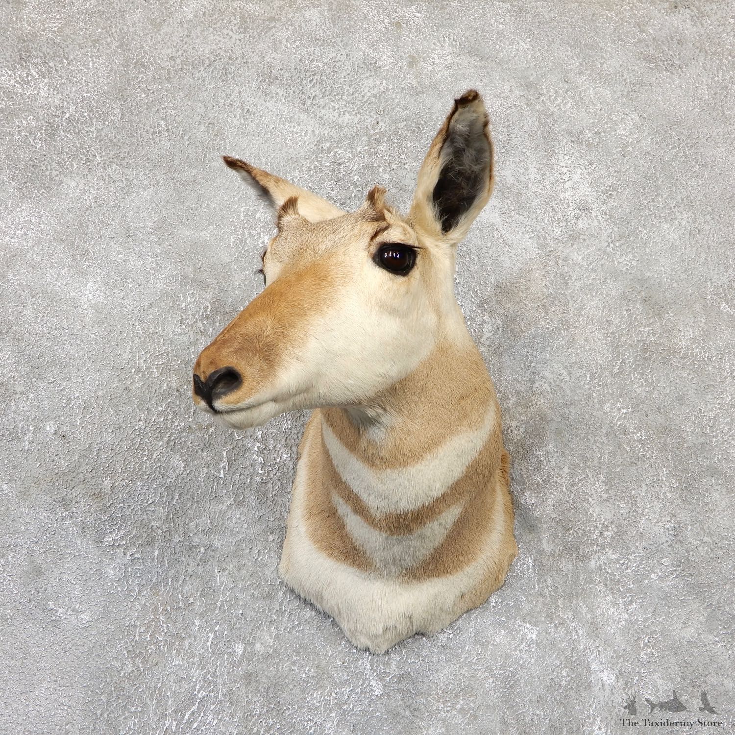 Female Pronghorn Antelope Shoulder Mount For Sale #19333 @ The Taxidermy Store