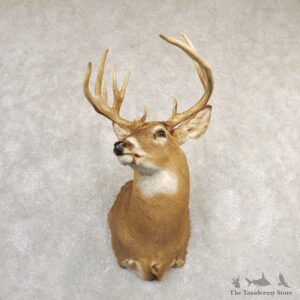 Whitetail Deer Shoulder Mount For Sale #20830 @ The Taxidermy Store