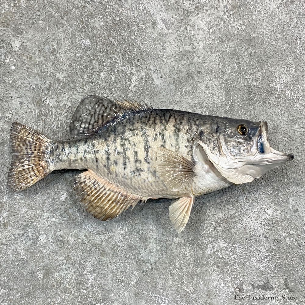 White Crappie Taxidermy Fish Mount #23162 For Sale @ The Taxidermy Store