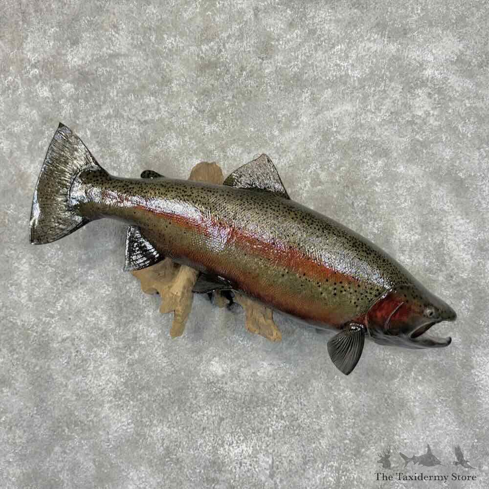 Steelhead Fish Mount For Sale #32023 @ The Taxidermy Store