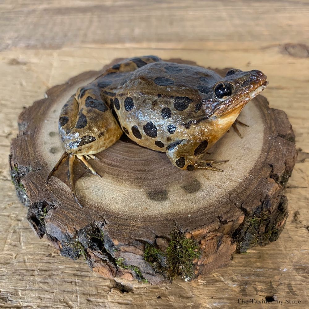 Leopard Frog Taxidermy Mount For Sale #21366 @ The Taxidermy Store