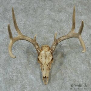 Whitetail Skull & Horns Taxidermy Mount #13214 For Sale @ The Taxidermy Store