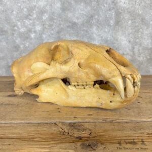 Polar Bear Skull Mount For Sale #30039 @ The Taxidermy Store