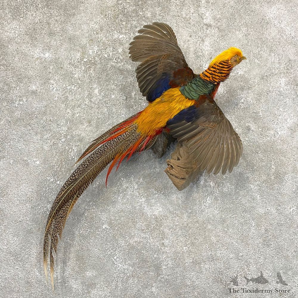 Red Golden Pheasant Mount For Sale #24651 @ The Taxidermy Store