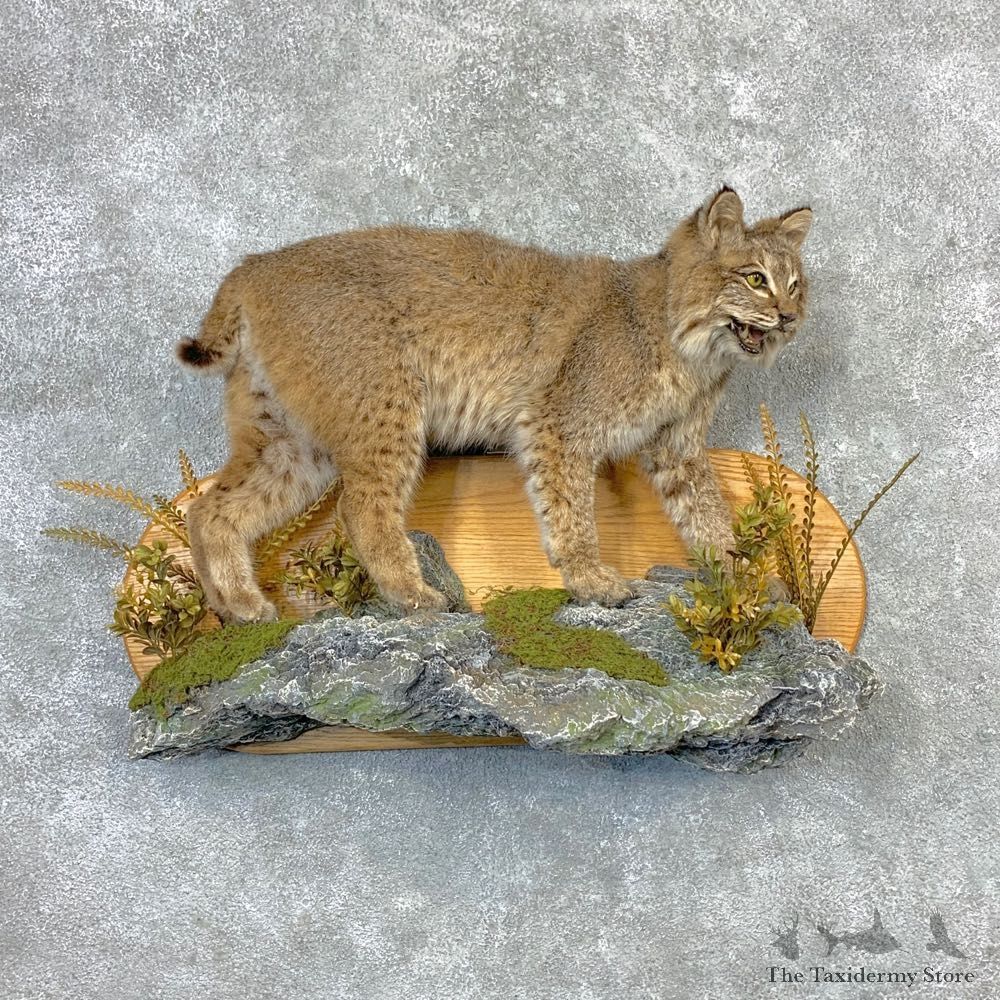Bobcat Life-Size Mount For Sale #23262 @ The Taxidermy Store