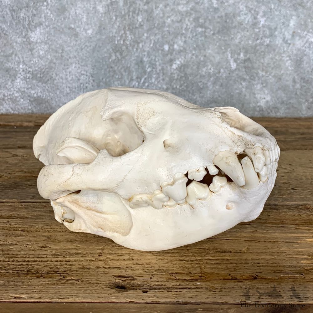 African Spotted Hyena Full Skull Taxidermy Mount #22427 For Sale @ The Taxidermy Store