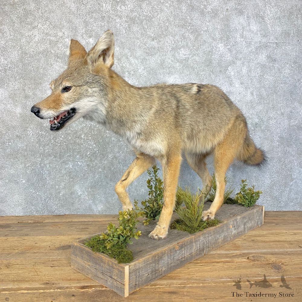 Coyote Life Size Mount #23931 For Sale @ The Taxidermy Store