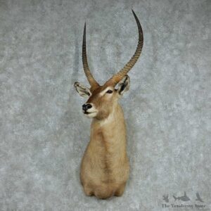 African Waterbuck Shoulder Mount #13725 For Sale @ The Taxidermy Store