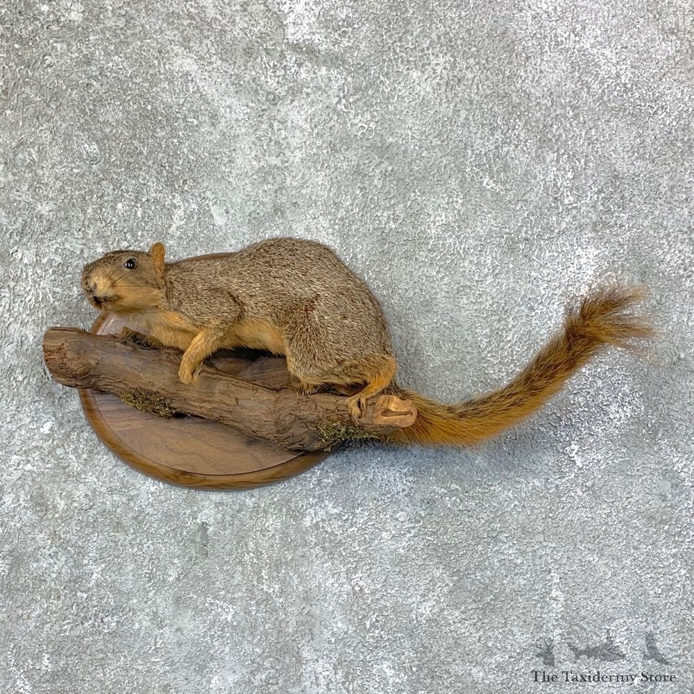 Fox Squirrel Life-Size Mount For Sale #22949 @ The Taxidermy Store