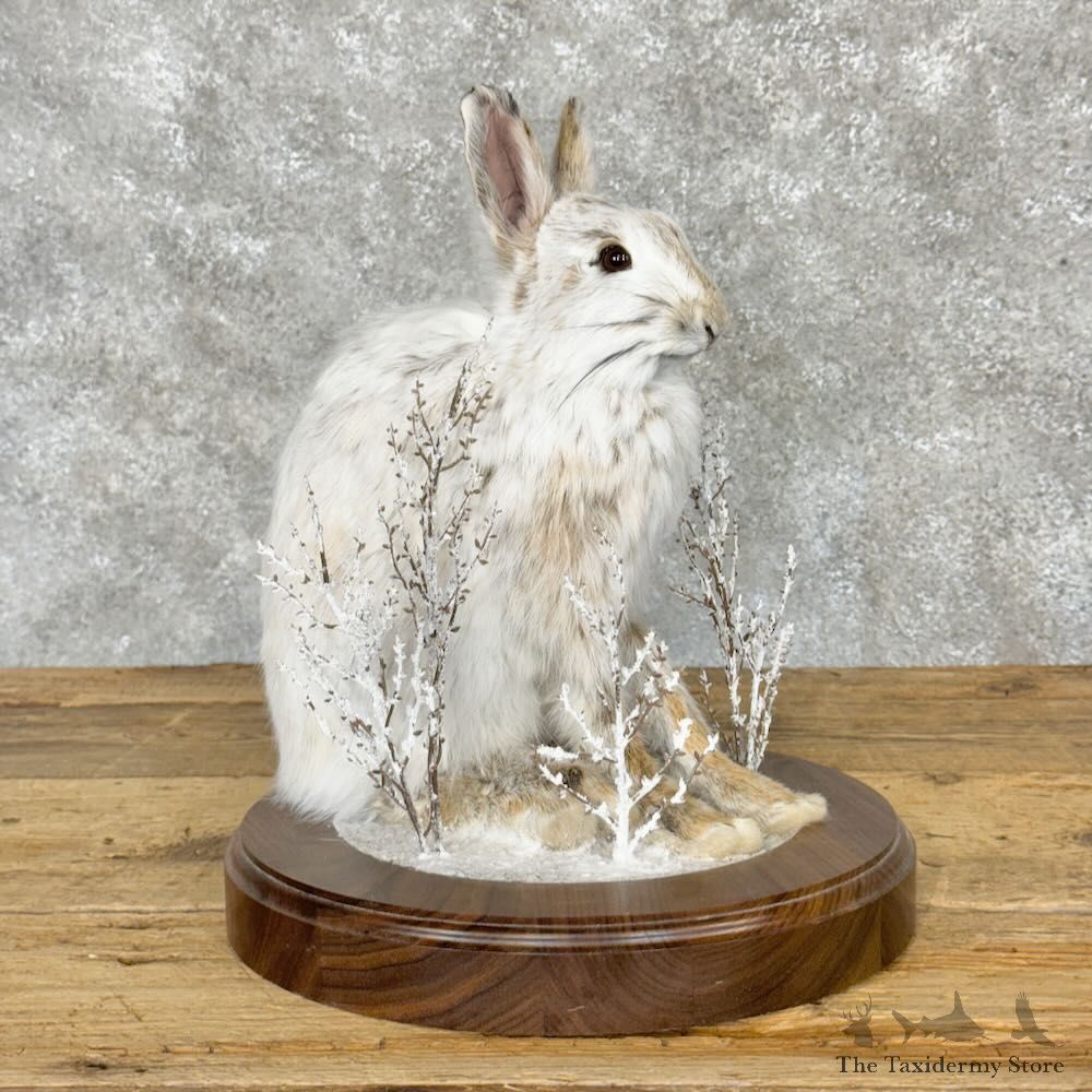 Snowshoe Hare Rabbit Mount For Sale #28798 @ The Taxidermy Store