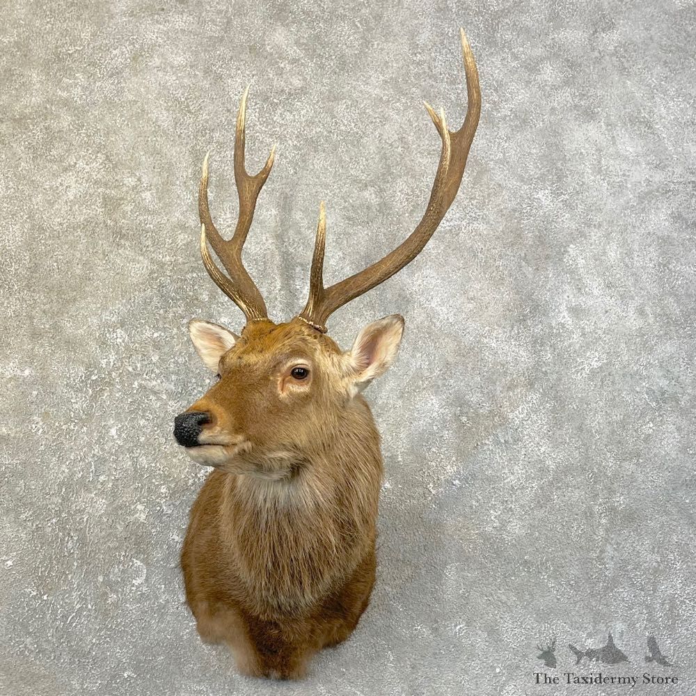 Sika Deer Shoulder Mount For Sale #25166 @ The Taxidermy Store